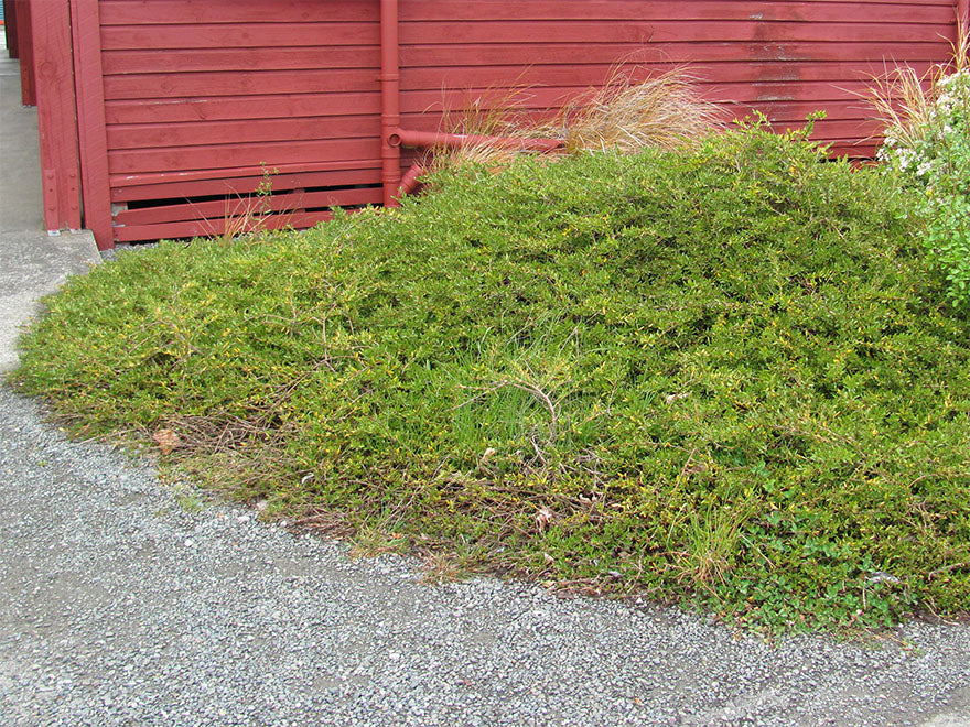 5x Coprosma Kirkii - $5.99 each