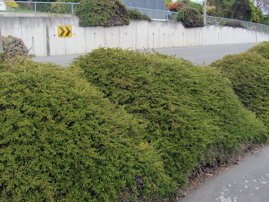 25x Coprosma Kirkii - $4.99 each