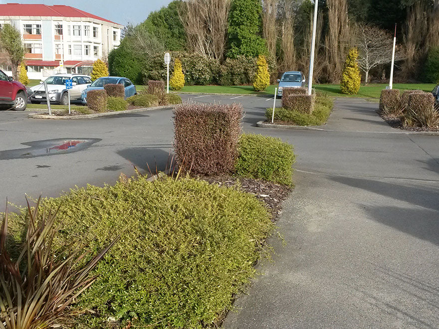 100x Coprosma Kirkii - $2.99 each