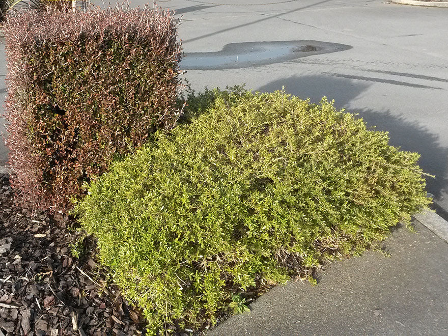 25x Coprosma Kirkii - $4.99 each