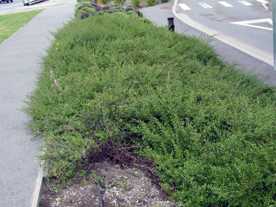 25x Coprosma Kirkii - $4.99 each