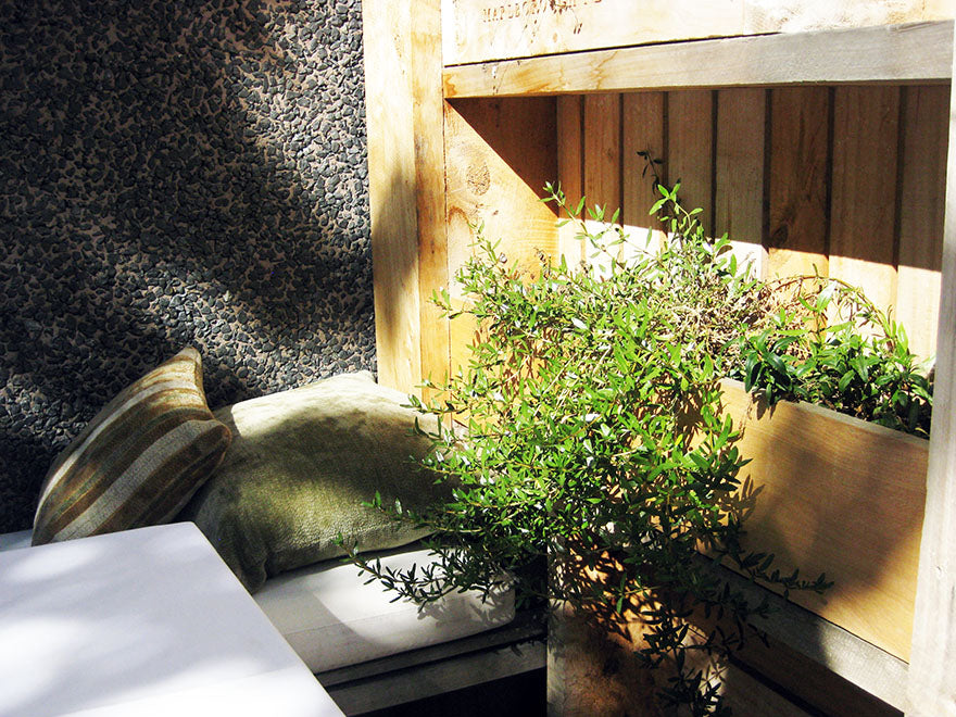 Coprosma Kirkii