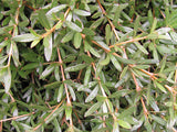 Coprosma Kirkii