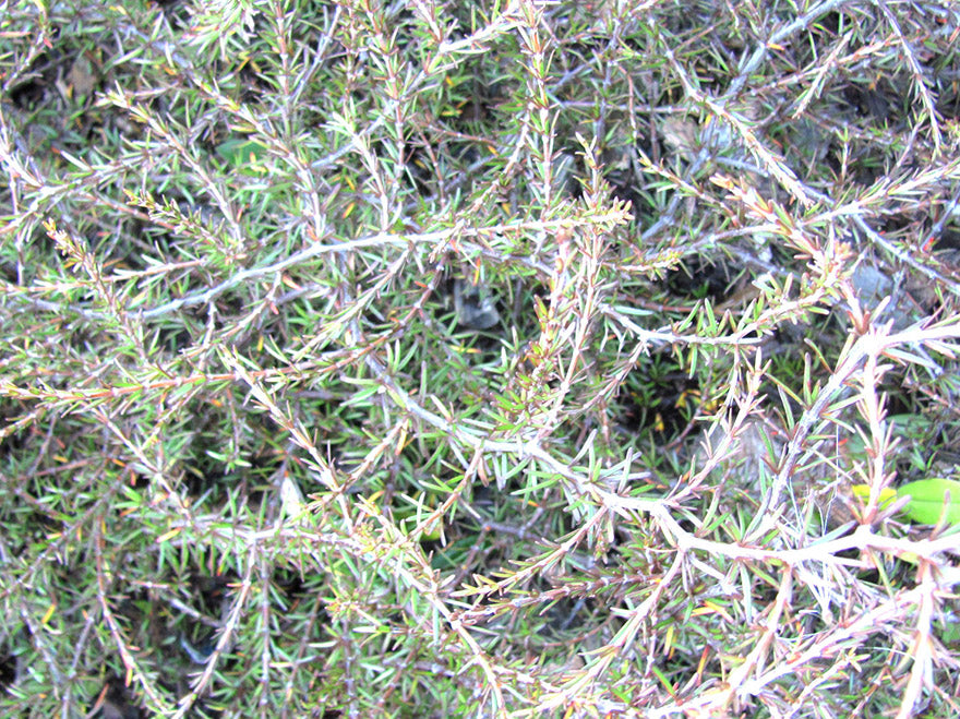 100x Coprosma Brunnea - $2.99 each