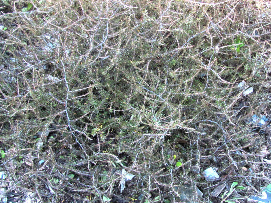 100x Coprosma Brunnea - $2.99 each