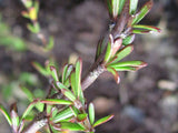 Coprosma Brunnea