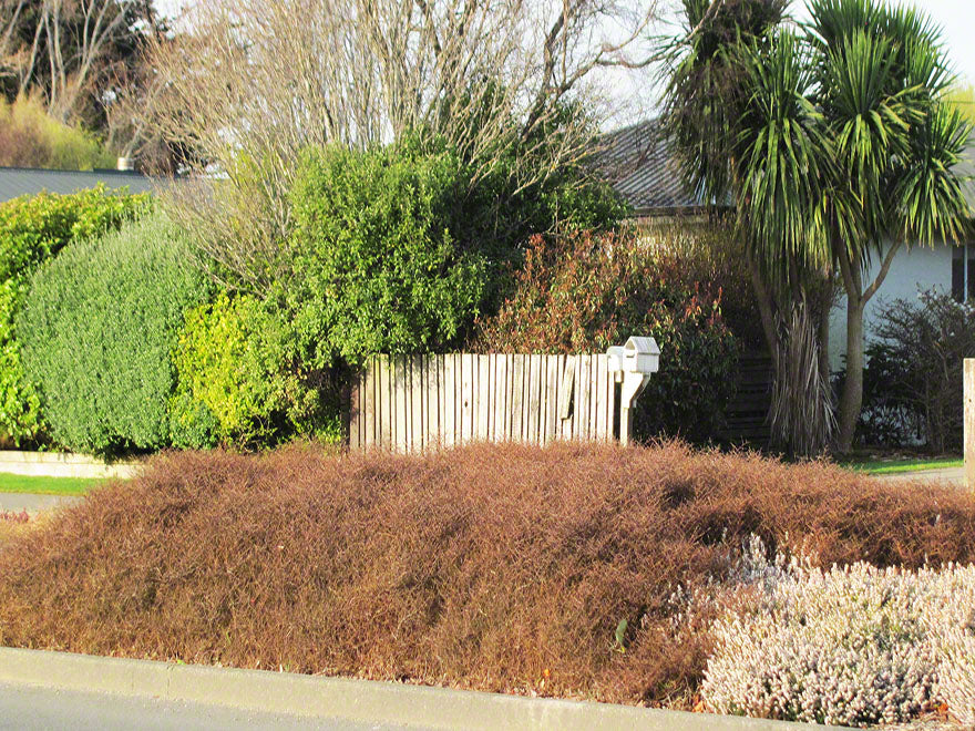 100x Coprosma Red Rock - $3.99 each