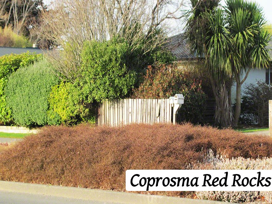 50x Low Growing Native Combo - $4.99 each