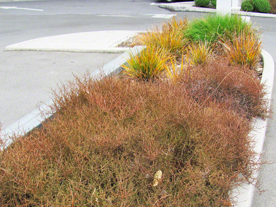 100x Coprosma Red Rock - $3.99 each