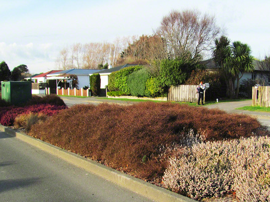 100x Coprosma Red Rock - $3.99 each