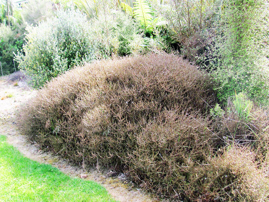 100x Coprosma Red Rock - $3.99 each