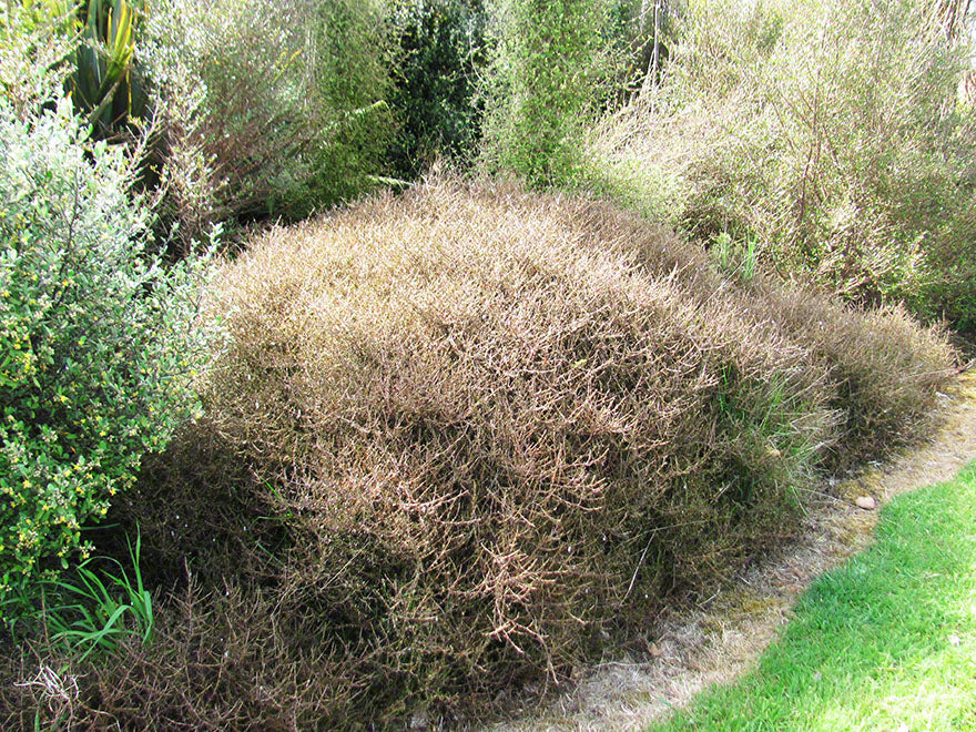 100x Coprosma Red Rock - $3.99 each