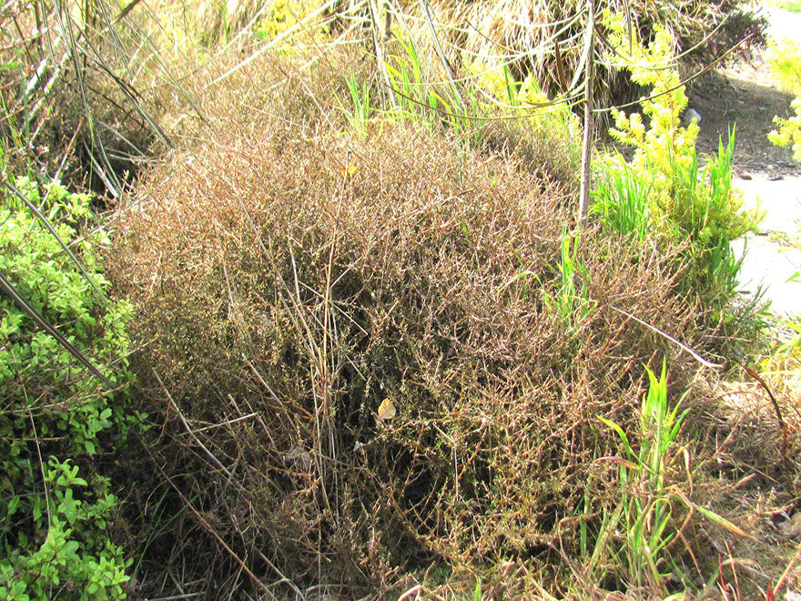 100x Coprosma Red Rock - $3.99 each