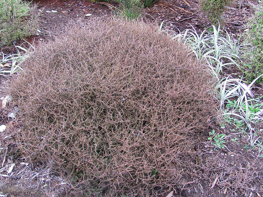 100x Coprosma Red Rock - $3.99 each