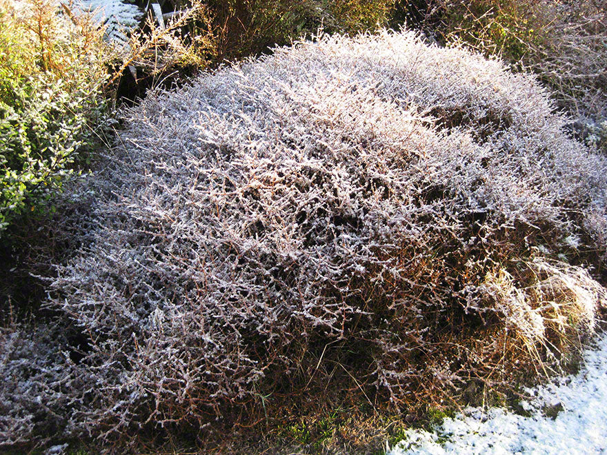100x Coprosma Red Rock - $3.99 each