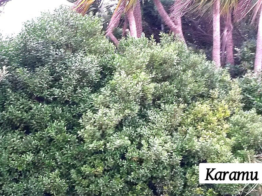 100x Shelter Combo - $3.99 trees & shrubs