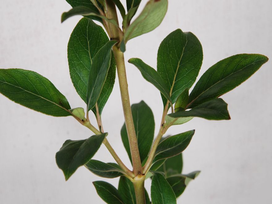 Coprosma Lucida
