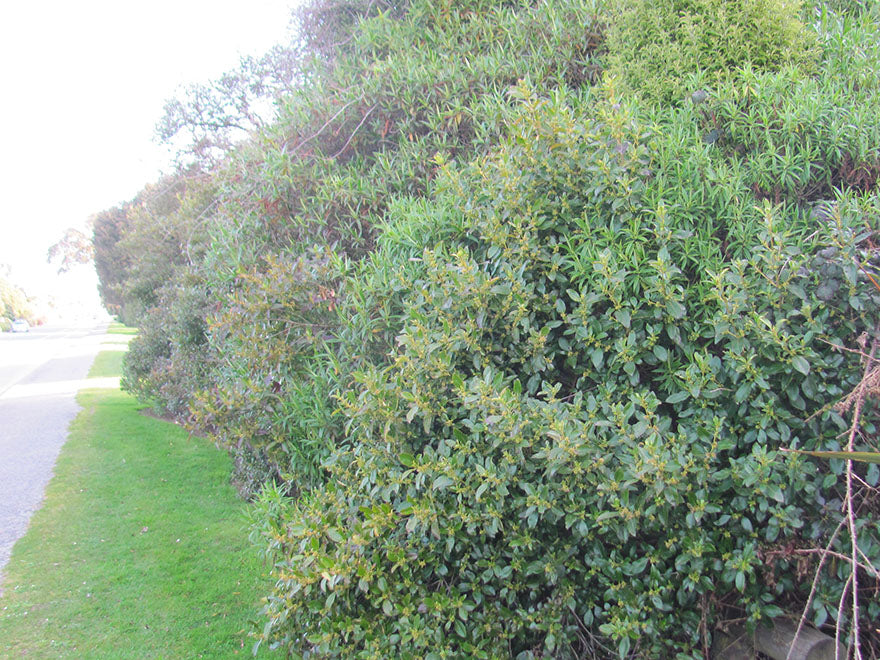 Coastal Coprosma - $1.99c each