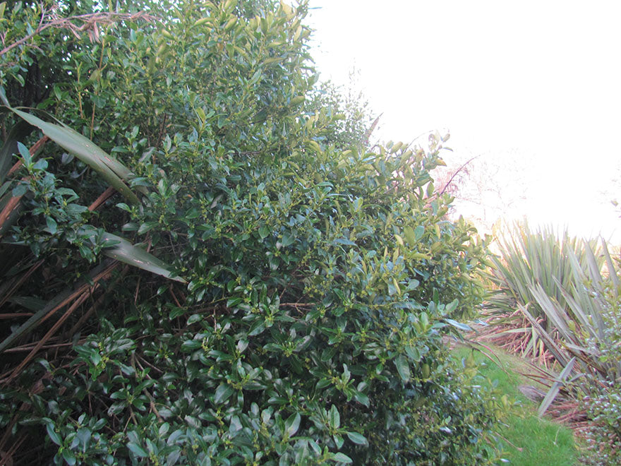 5x Coastal Coprosma - $1.99 each