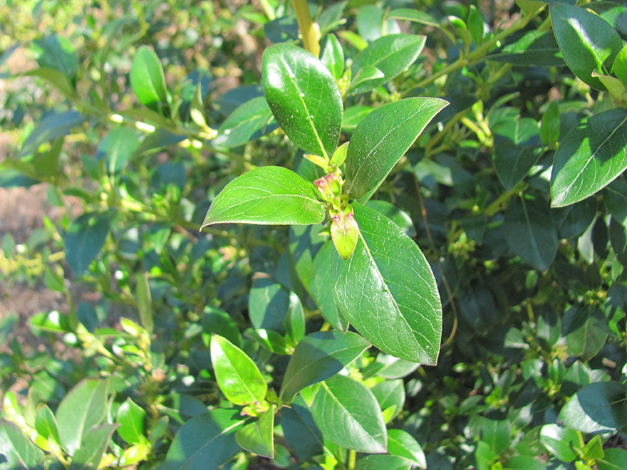 5x Coastal Coprosma - $1.99 each