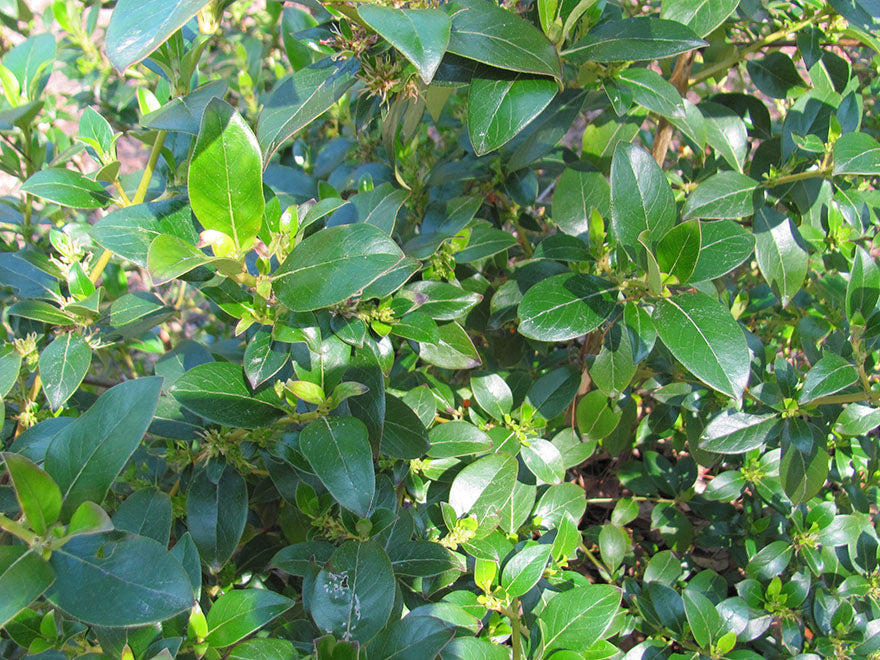 5x Coastal Coprosma - $1.99 each