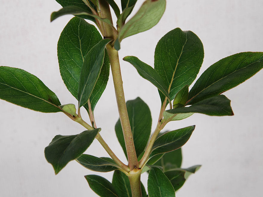 5x Coastal Coprosma - $1.99 each
