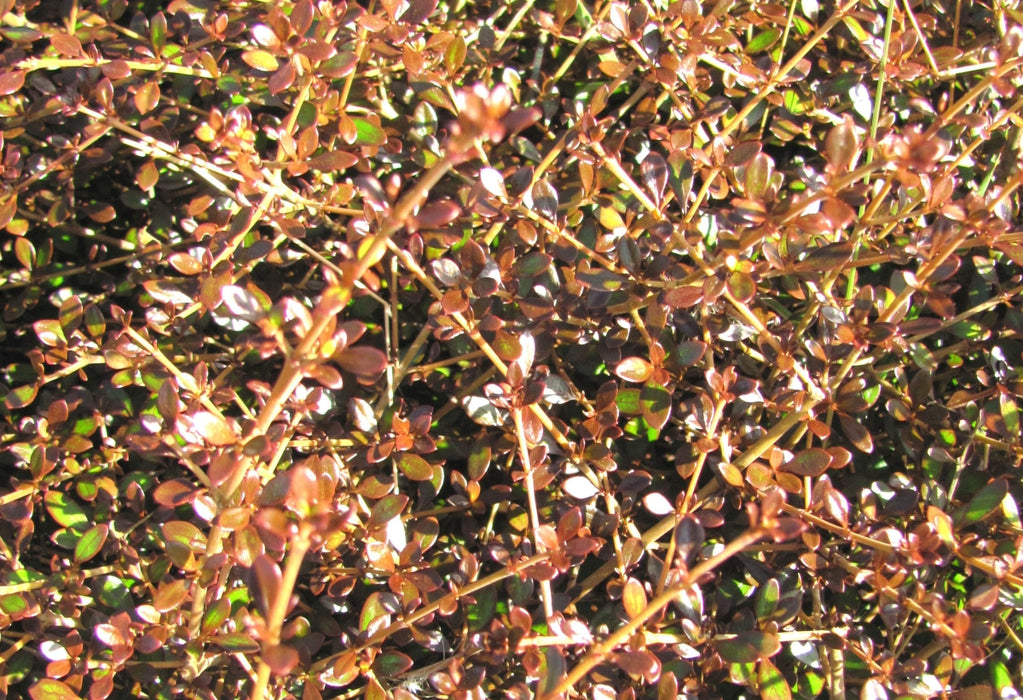 Coprosma Roys Red