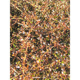 100x Coprosma Roys Red - $1.99 each