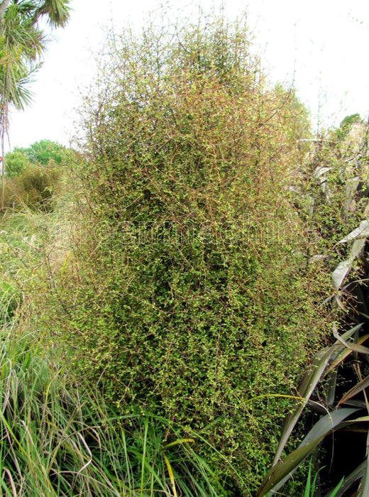 Coprosma Rubra x 1