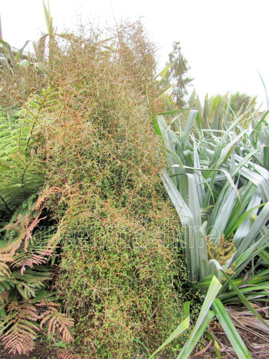 Coprosma Rubra x 1