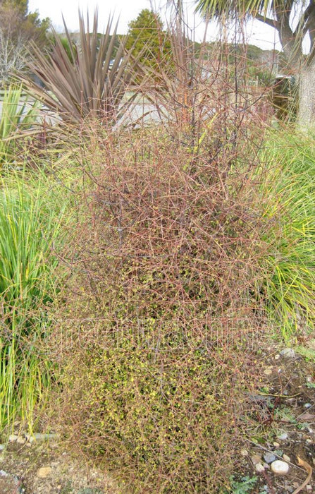 Coprosma Rubra x 1