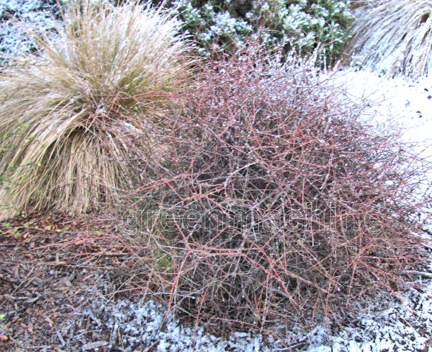Coprosma Rubra x 1