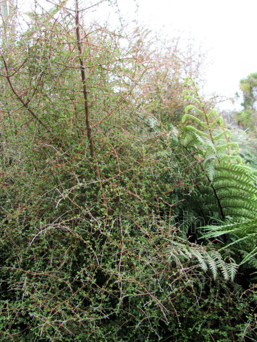 Coprosma Rubra x 1
