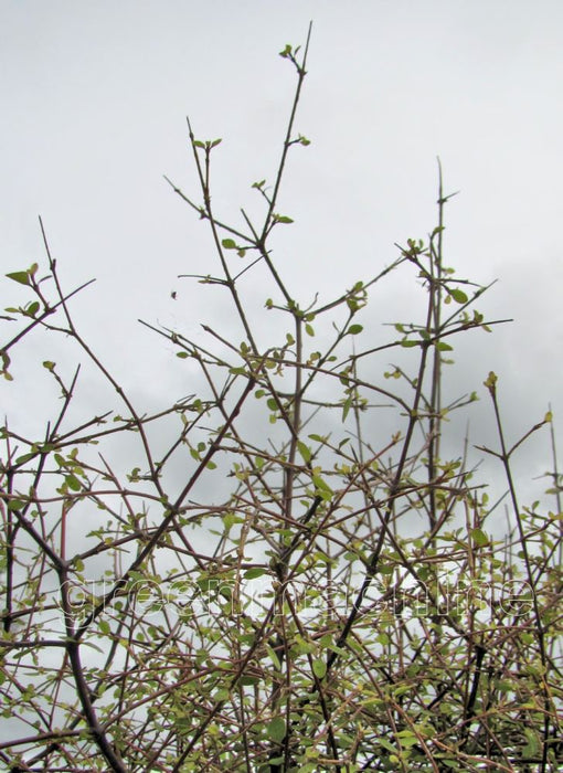 Coprosma Rubra x 1