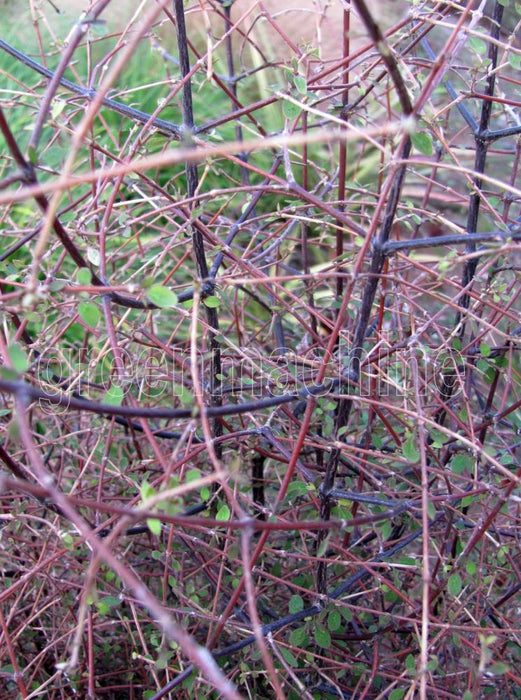 Coprosma Rubra x 1
