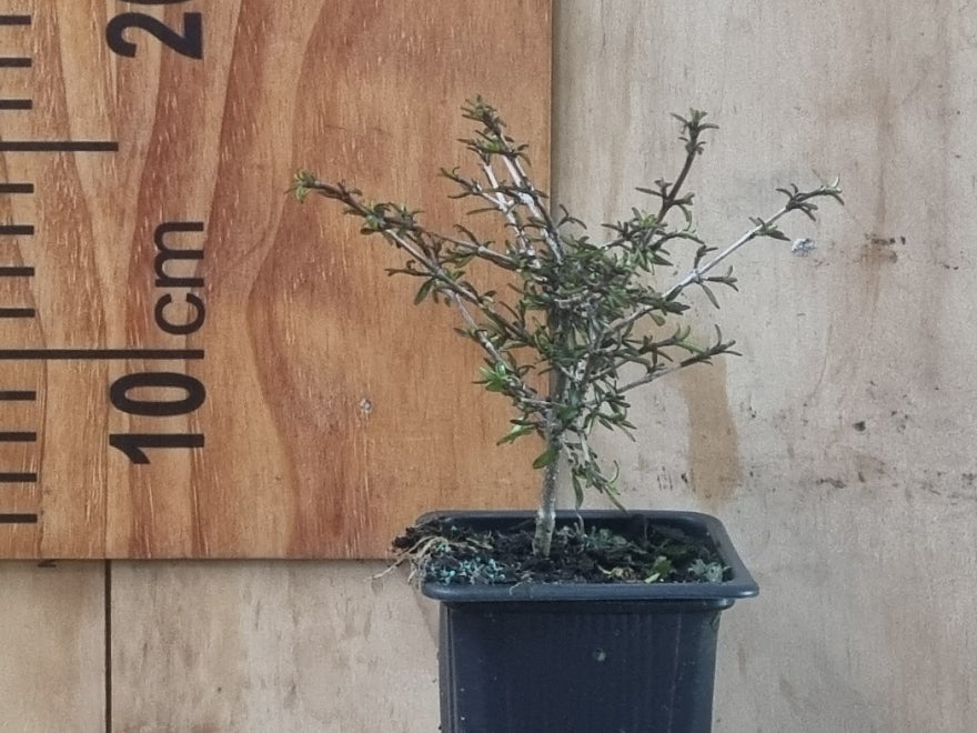 Coprosma Taiko