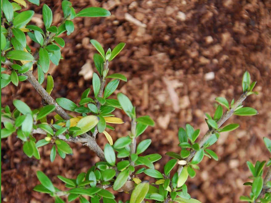 Coprosma Taiko