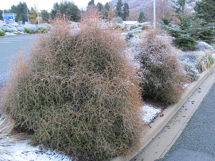 5x Yellow Stemmed Coprosma - $10.99 each