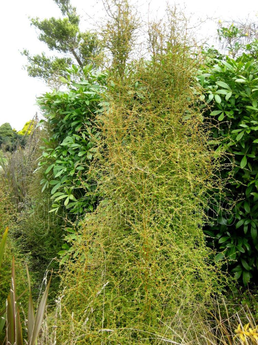 Coprosma Virescens