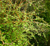 Coprosma Virescens