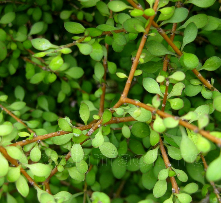 Coprosma Virescens