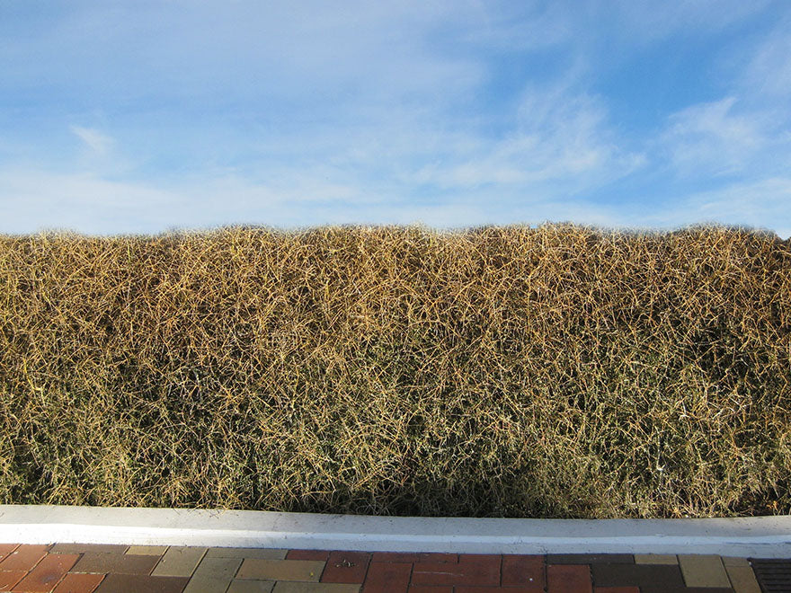 5x Yellow Stemmed Coprosma - $10.99 each