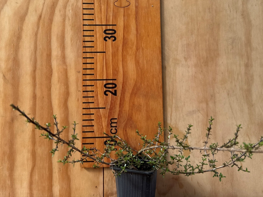 100x Coprosma Depressa - $3.99 each