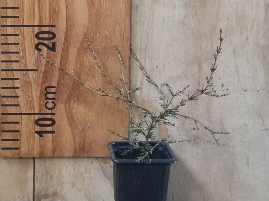 1x Sand Coprosma - $8.99 each