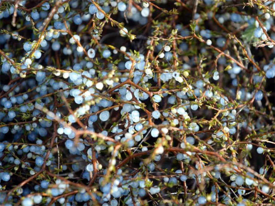 1x Sand Coprosma - $8.99 each