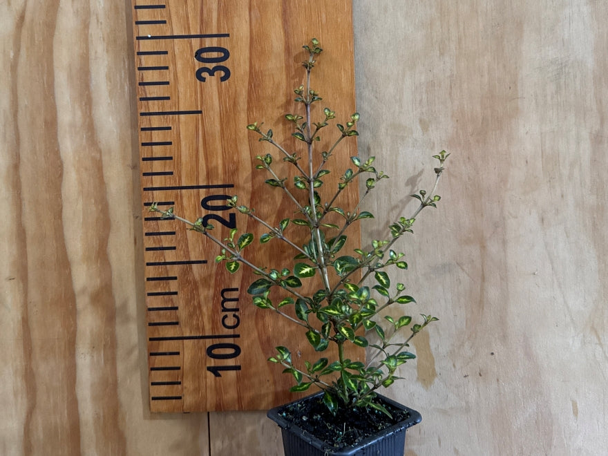 5x Coprosma Beatsons Gold - $5.99 each