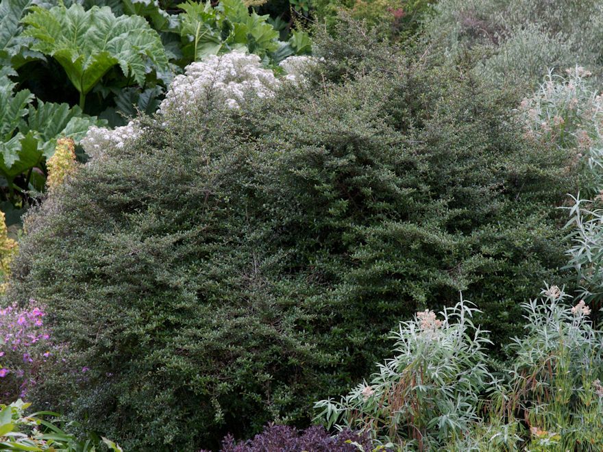 Coprosma Black Cloud - $3.99 each