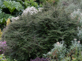 25x Coprosma Black Cloud - $4.99 each