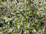 25x Coprosma Black Cloud - $4.99 each
