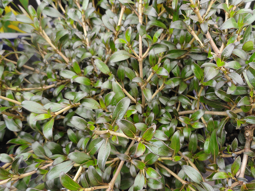 Coprosma Black Cloud